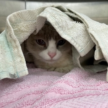 Cat under the covers