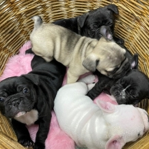 Puppies In a Basket