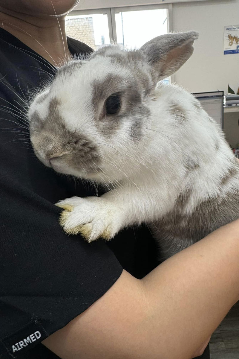 Canning Vale Vet - Exotic Pet Vet Care Canning Vale