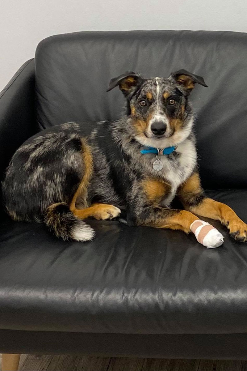 Canning Vale Vet - Home Vet Visits