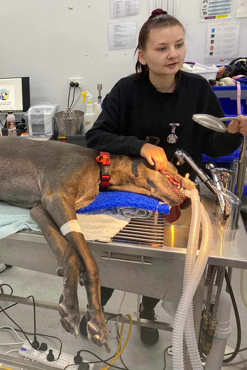 Canning Vale Vet - Pet Dental Health