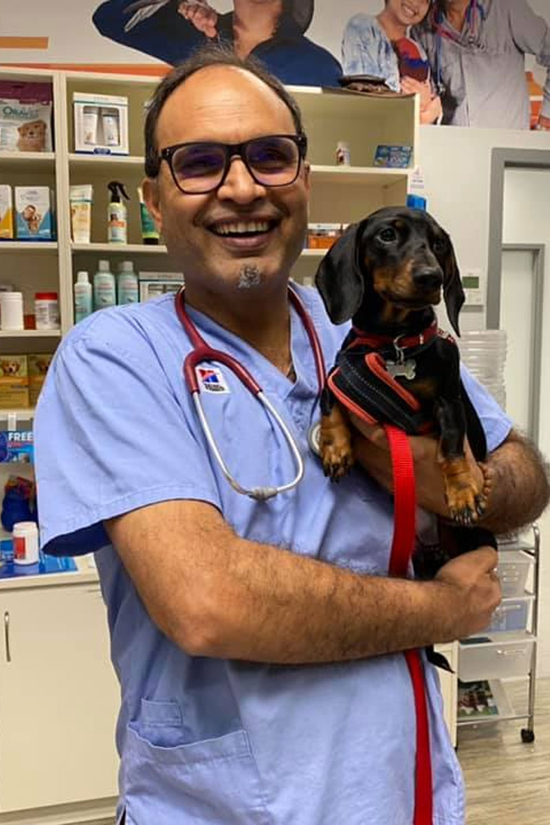 Canning Vale Vet - Desexing