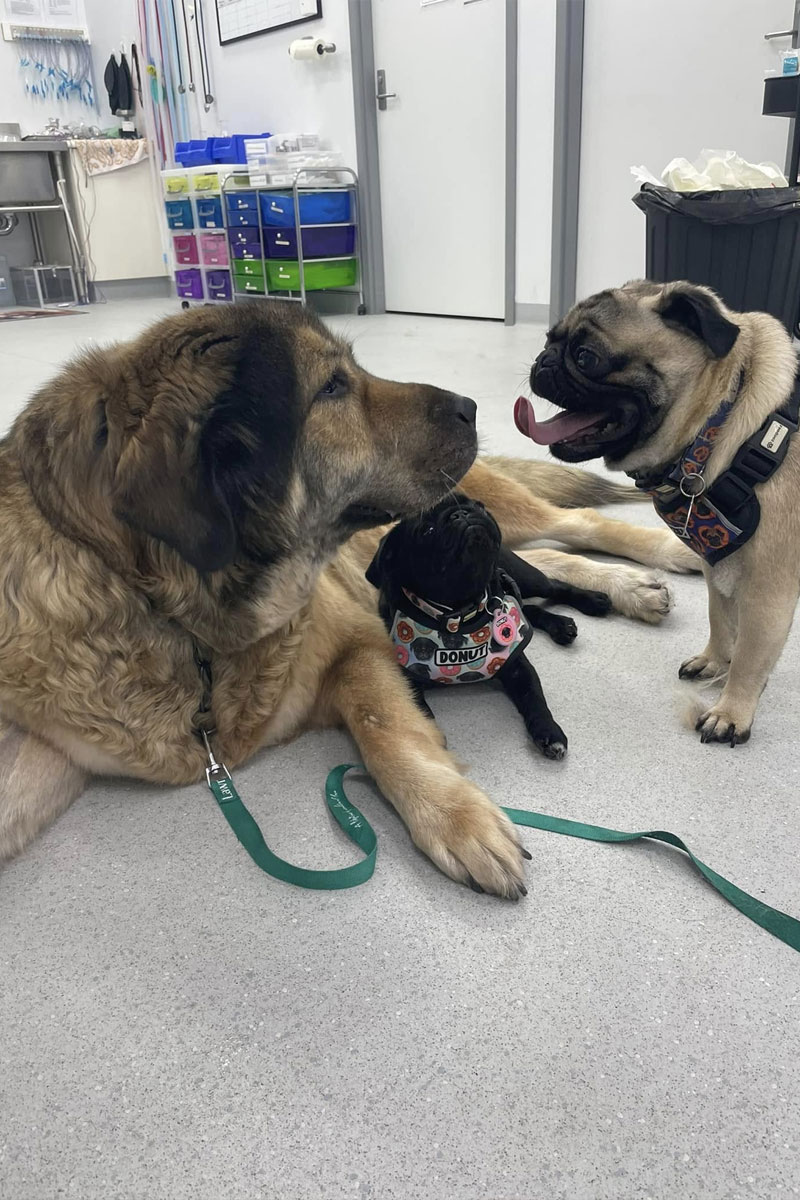 Canning Vale Vet - Pet Skin & Ear Allergy Consultations
