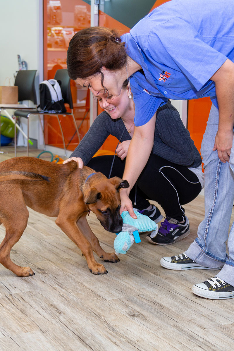 Canning Vale Vet - Puppy Preschool 