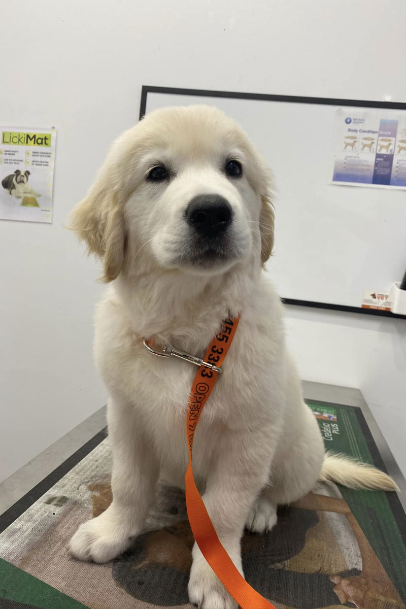 Canning Vale Vet - Microchipping