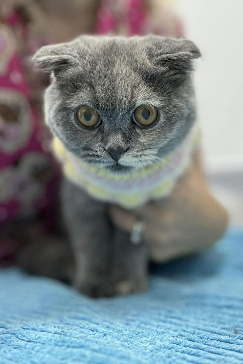 Canning Vale Vet - Cat Vaccinations