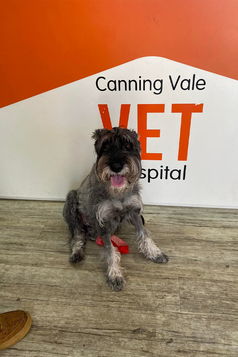 Canning Vale Vet - Vet Services Canning Vale