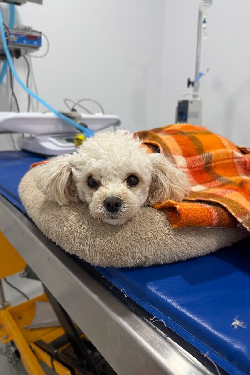 Canning Vale Vet - Routine Services